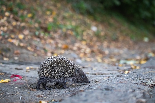 班牙人保级 班牙人保级